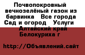 Почвопокровный, вечнозелёный газон из барвинка - Все города Сад и огород » Услуги   . Алтайский край,Белокуриха г.